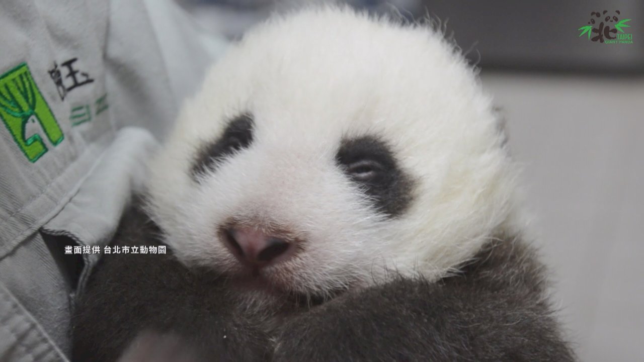 VIDEO: Public can now vote on name for new baby panda at Taipei Zoo