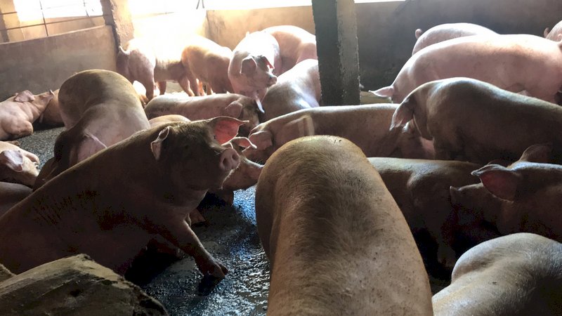 Premier: Opening up to US beef, pork in line with Taiwan’s interests