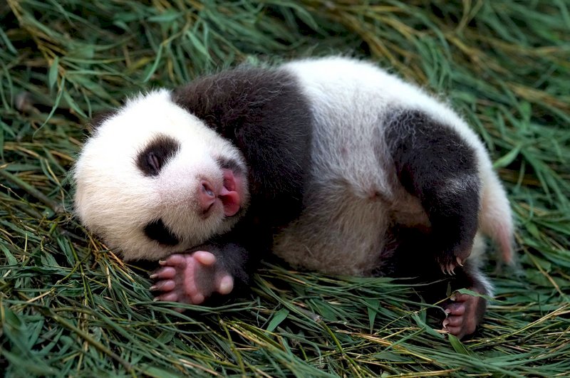 VIDEO: Taipei Zoo’s panda cub named “Yuanbao”