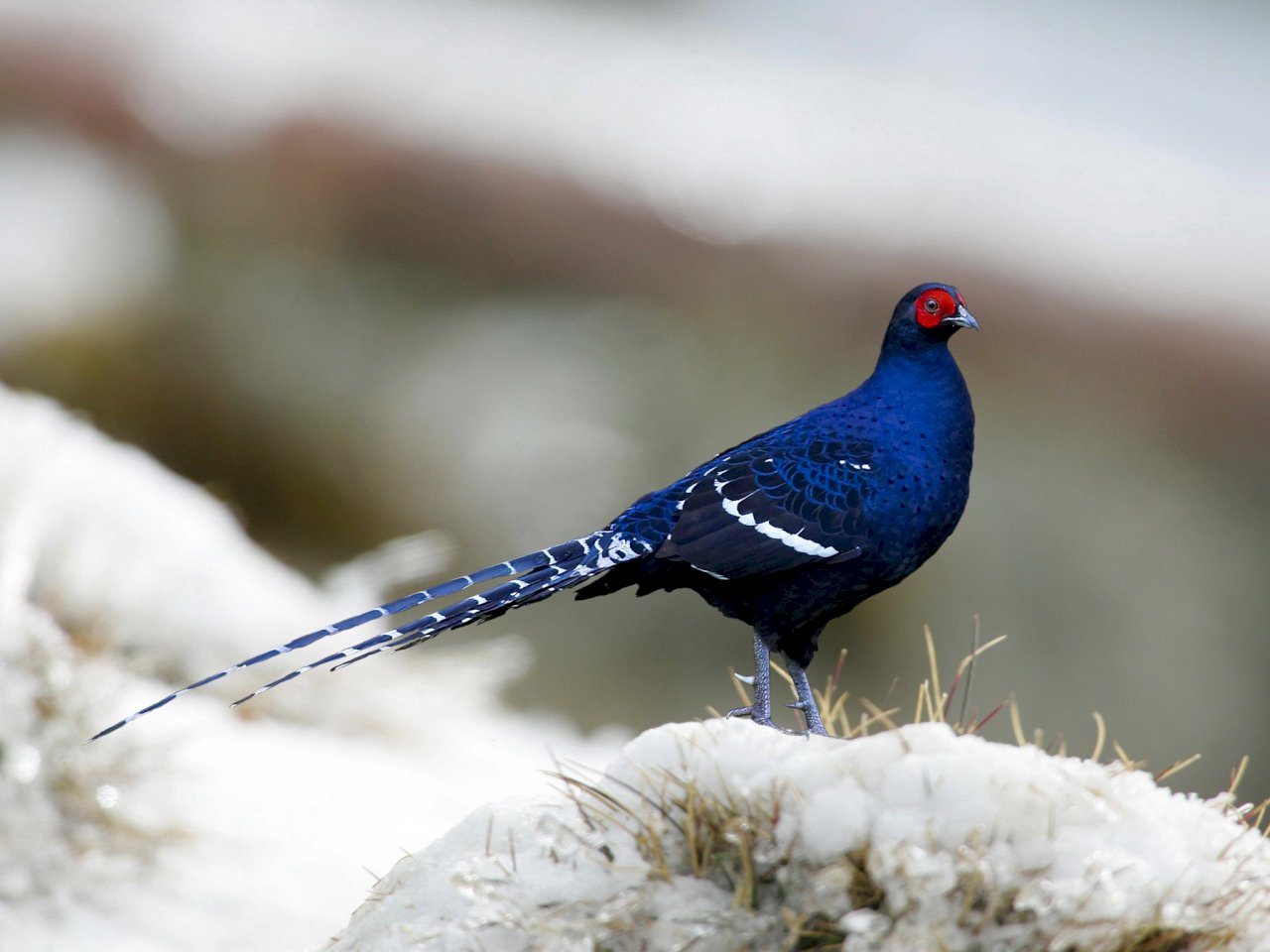 Gov’t condemns China for pressure on int’l conservation group