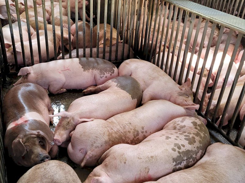 Official: US pork imports will have a limited impact on Taiwan