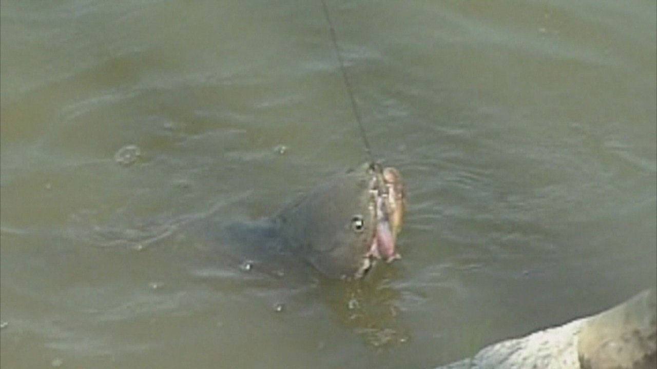 Experts: Invasive fish in Sun Moon Lake pose little risk to swimmers