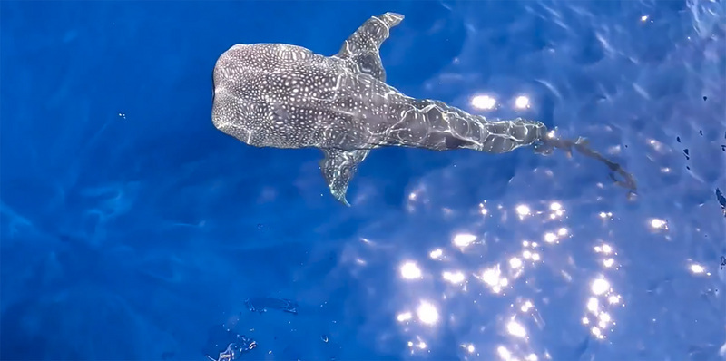 VIDEO: Whale sharks and sperm whales spotted off Taiwan’s east coast