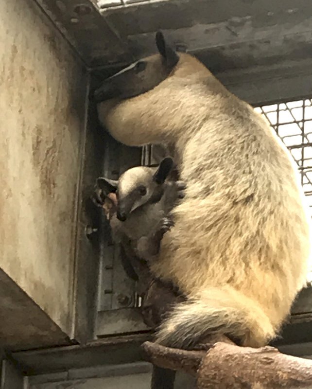 Have they found the missing anteater yet?