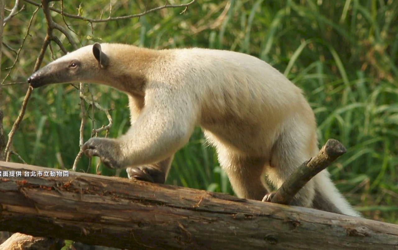 VIDEO: Wanted: Taipei Zoo’s anteater goes missing