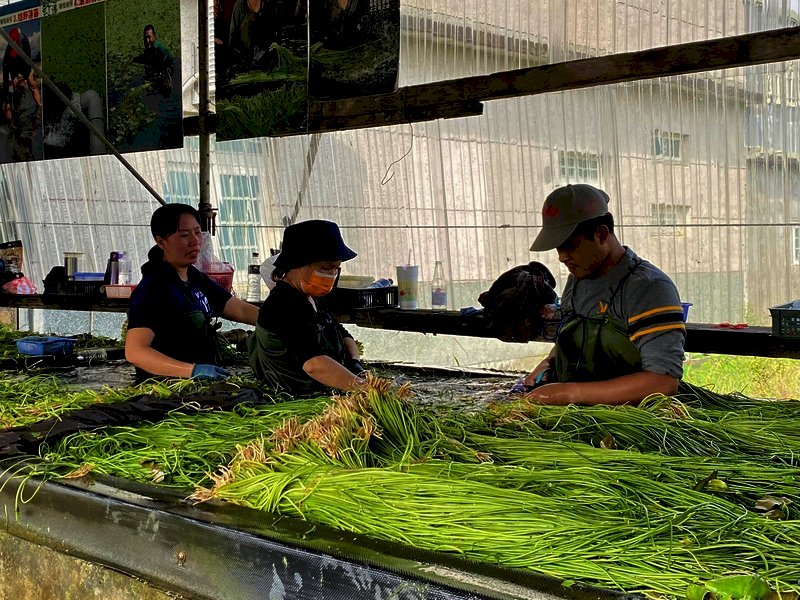 VIDEO: Farming of crested floatingheart relies on migrant workers