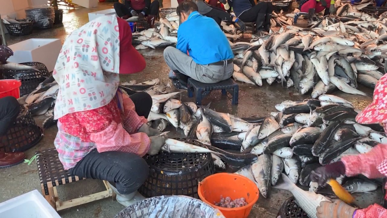Mullet roe production at the mercy of warmer winter temperature