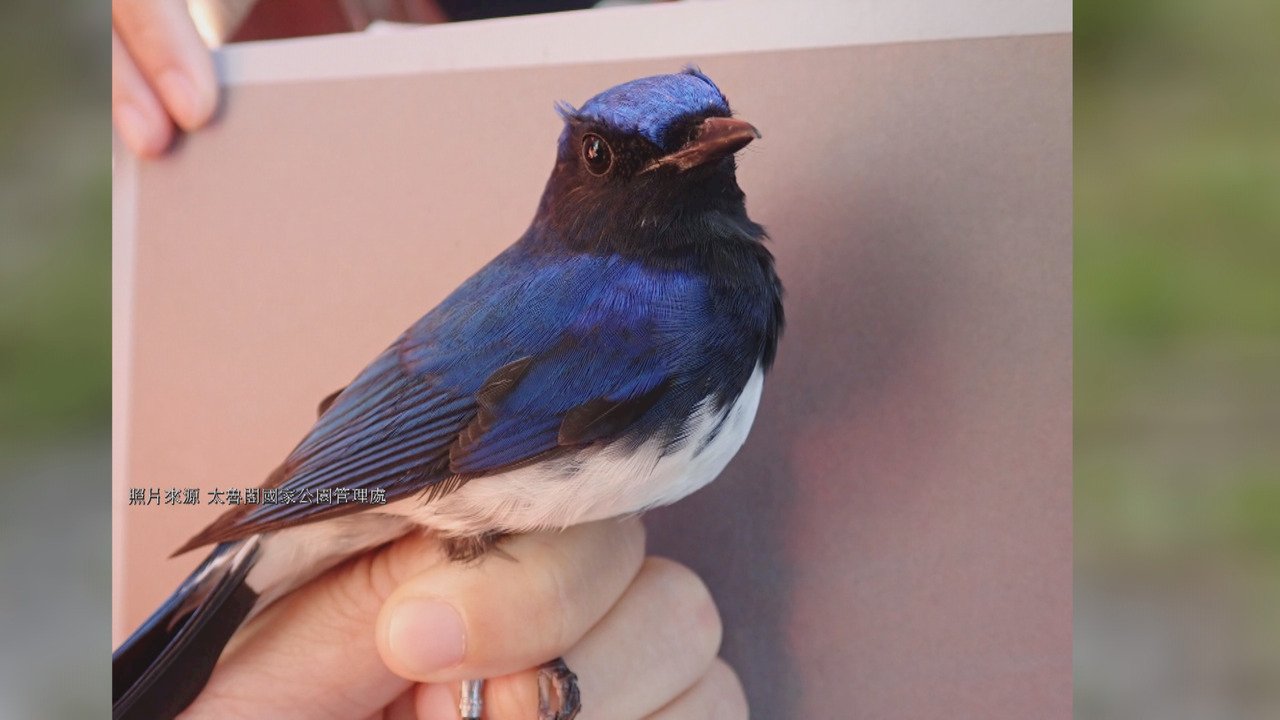 VIDEO: Rare bird species descend on Taroko National Park