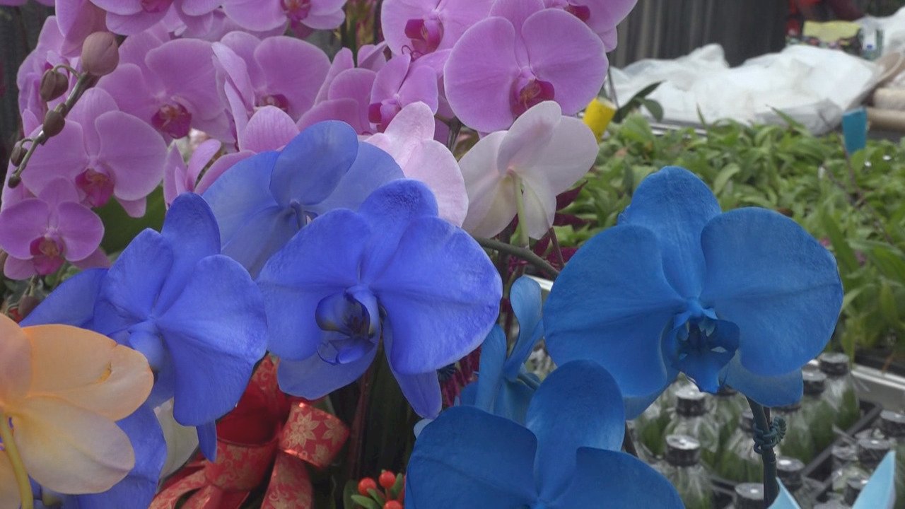 VIDEO: Orchid growers turn to painting flowers to boost hard-hit business