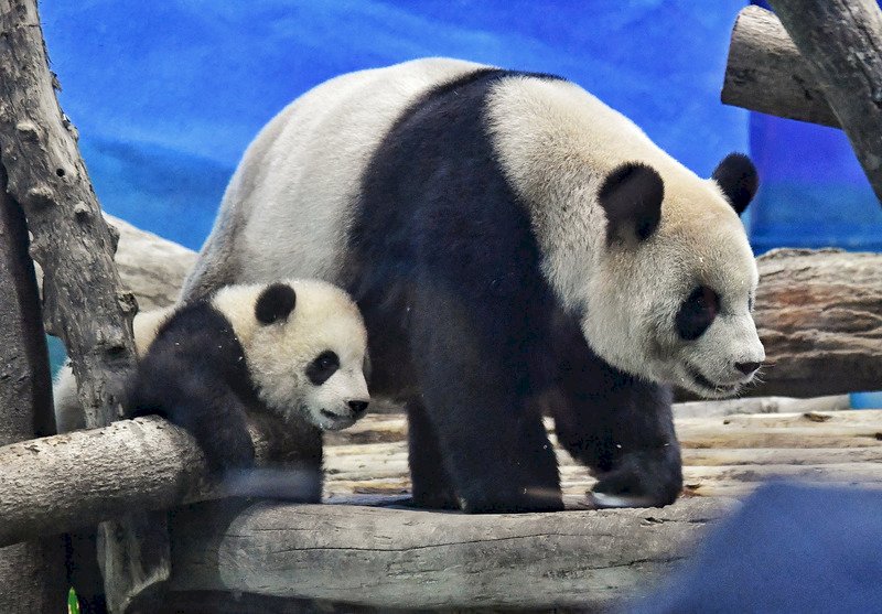 VIDEO: Taipei Zoo visitors can now see baby panda Yuan Bao