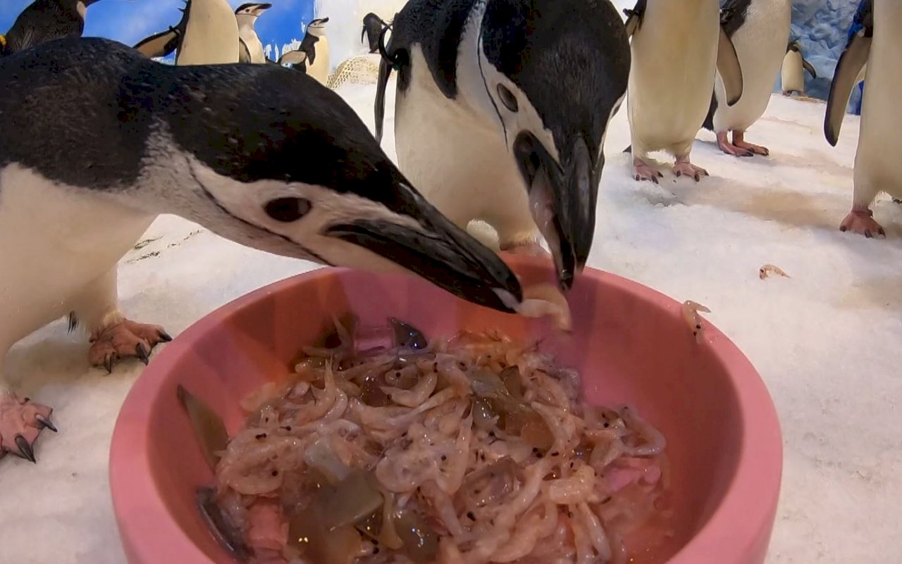 VIDEO: Pingtung aquarium to allow visitors to feed penguins starting February