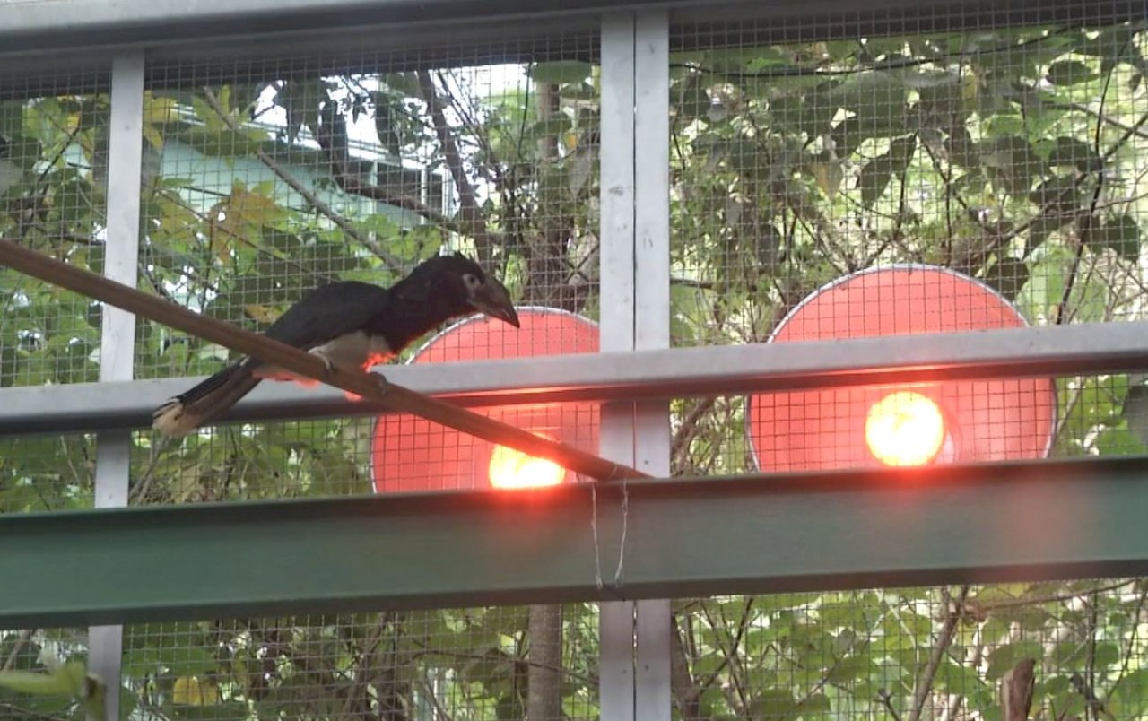 Video: Kaohsiung’s zoo prepares for cold snap