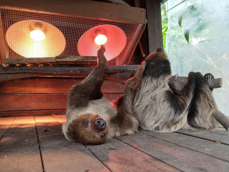 AFP: Sloths may hold solution to drug resistant superbugs