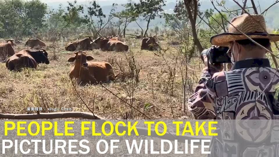 VIDEO: People flock to photograph herd of cattle, buffalo