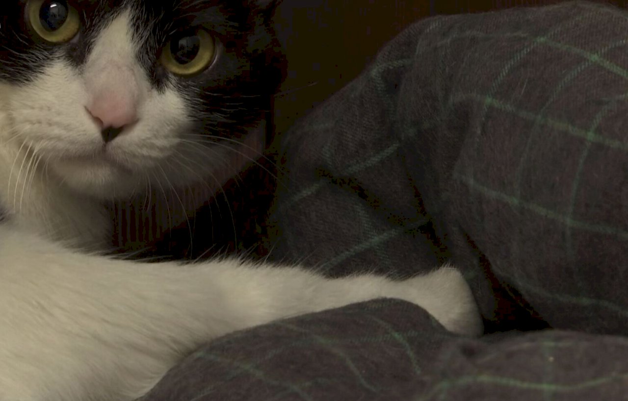 VIDEO: A word to pet owners: keep your animals warm when cold fronts hit