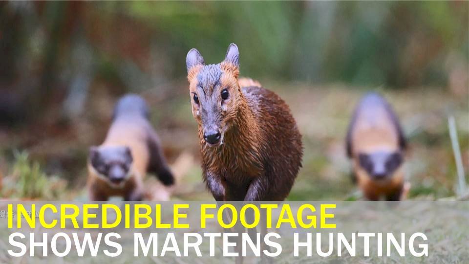 VIDEO: Yilan martens caught on film in dramatic chase