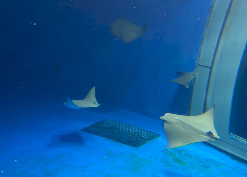 VIDEO: New Xpark aquarium found to be unhealthy for animals
