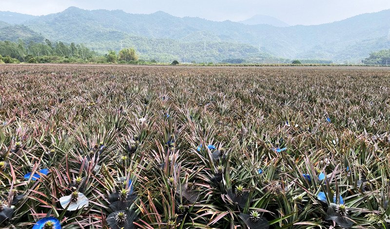 China to temporarily ban import of Taiwanese pineapple due to pests
