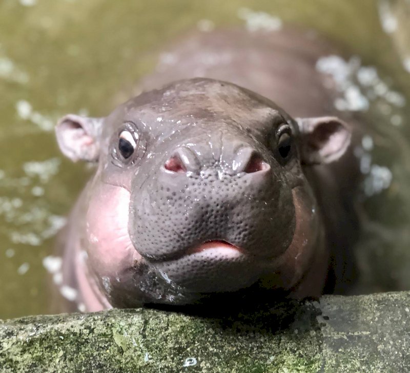 VIDEO:  Kaohsiung City Government wants to increase admission price  for Shoushan Zoo