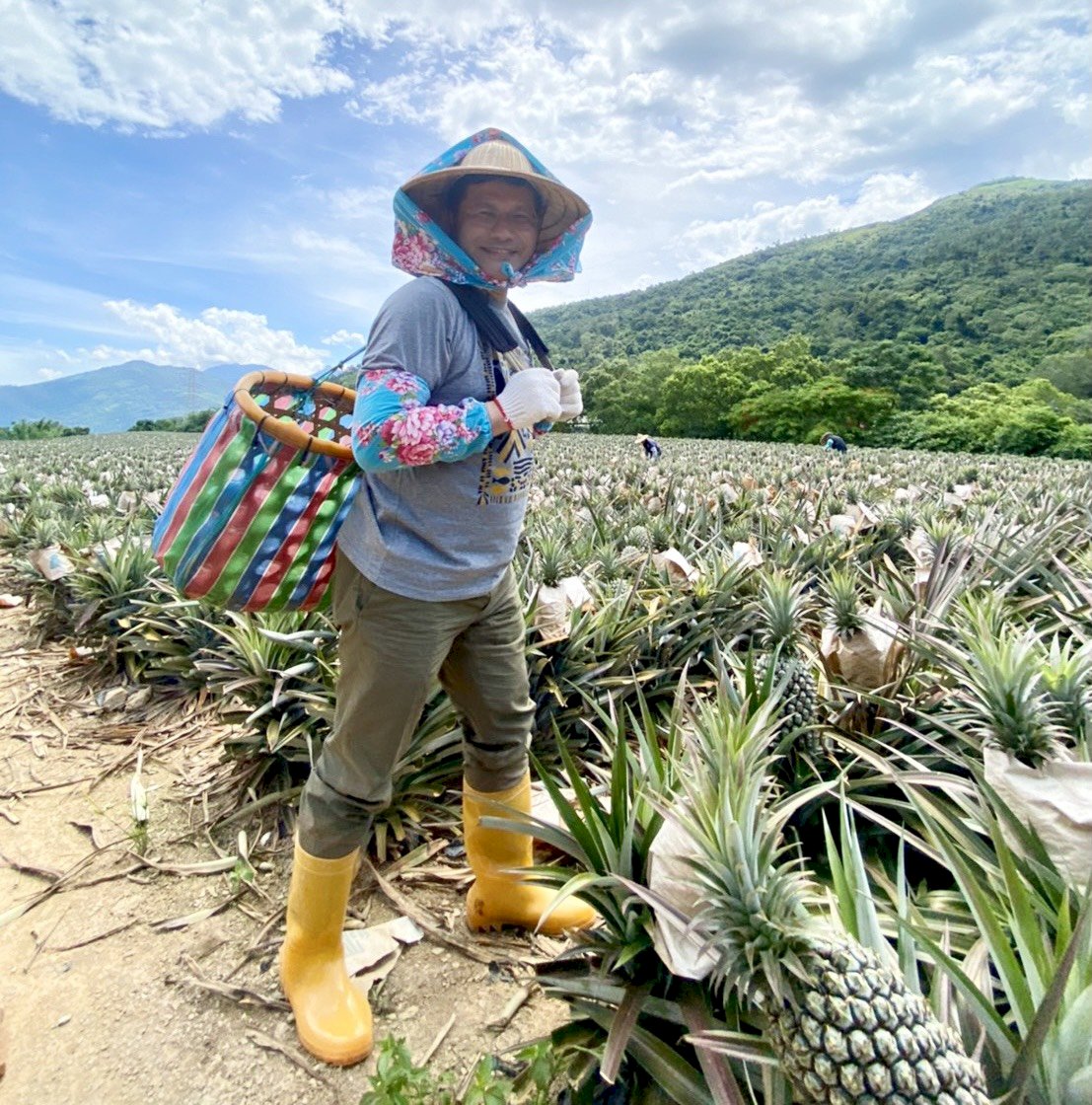 Taiwan makes plans for future Chinese pineapple ban