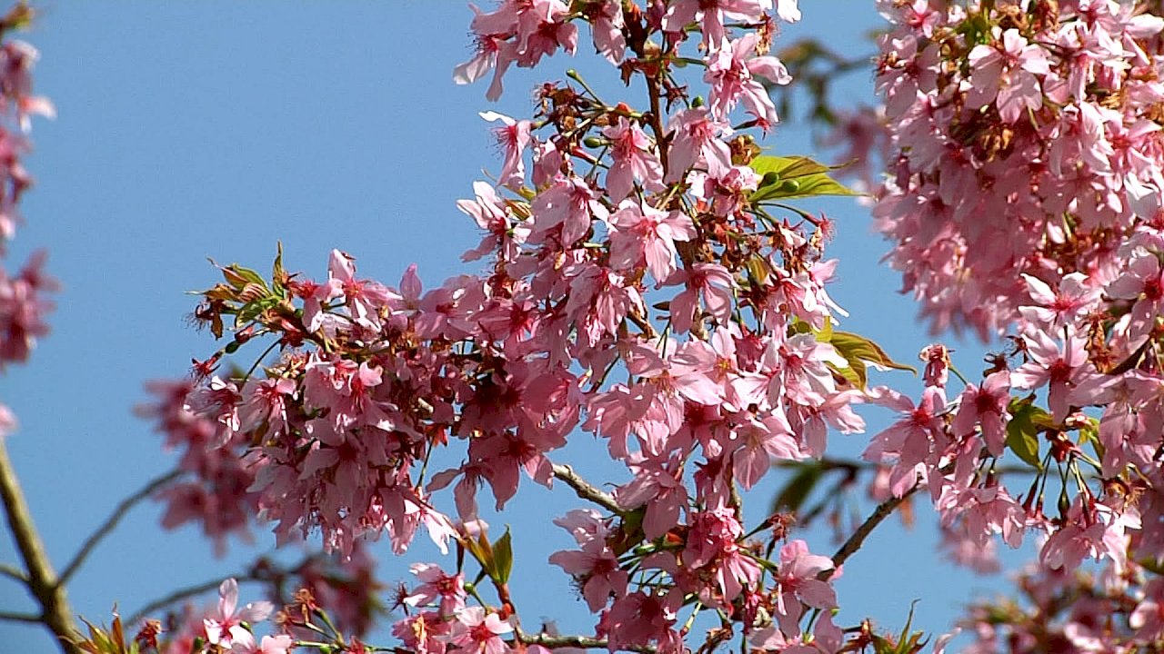 VIDEO: Cherry blossoms are blooming on Alishan