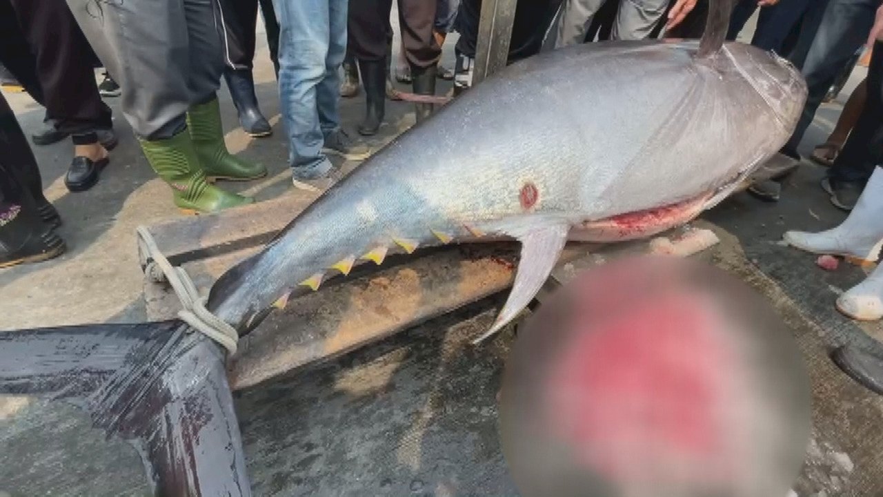 VIDEO: First bluefin tuna caught this year by fisherman in Pingtung