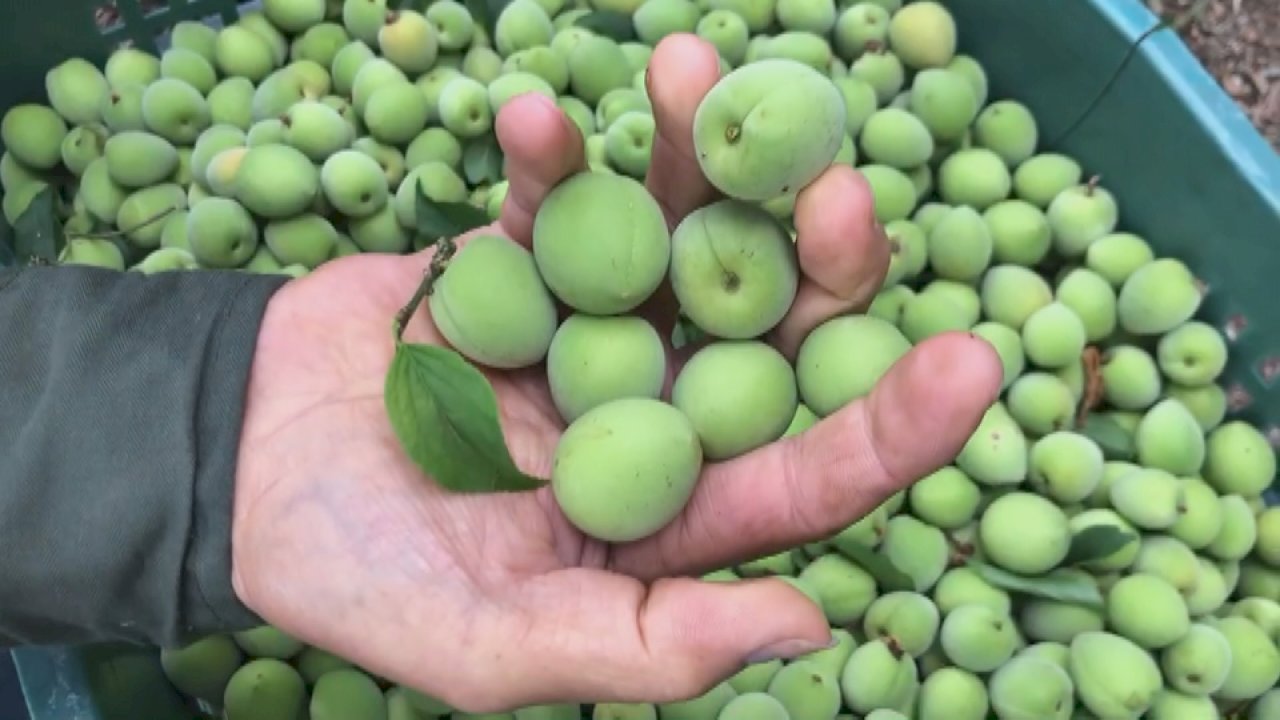 VIDEO: Green plums smaller than usual due to little rain this year
