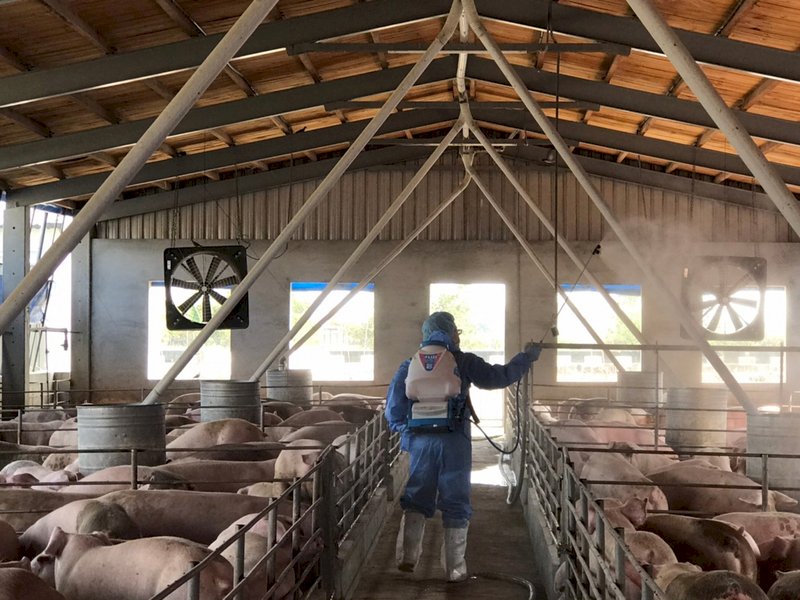 EPA to inspect pig farms after African Swine Fever scare