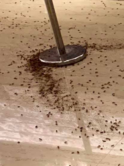 Cockroach attack!