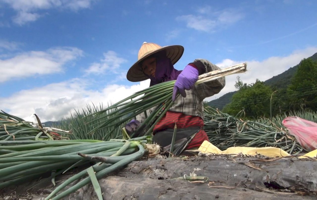 VIDEO: Hualien farmers rescue Yilan scallion crop