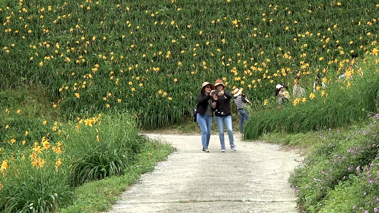 VIDEO: Daylilies blossom early in Jhihben Township