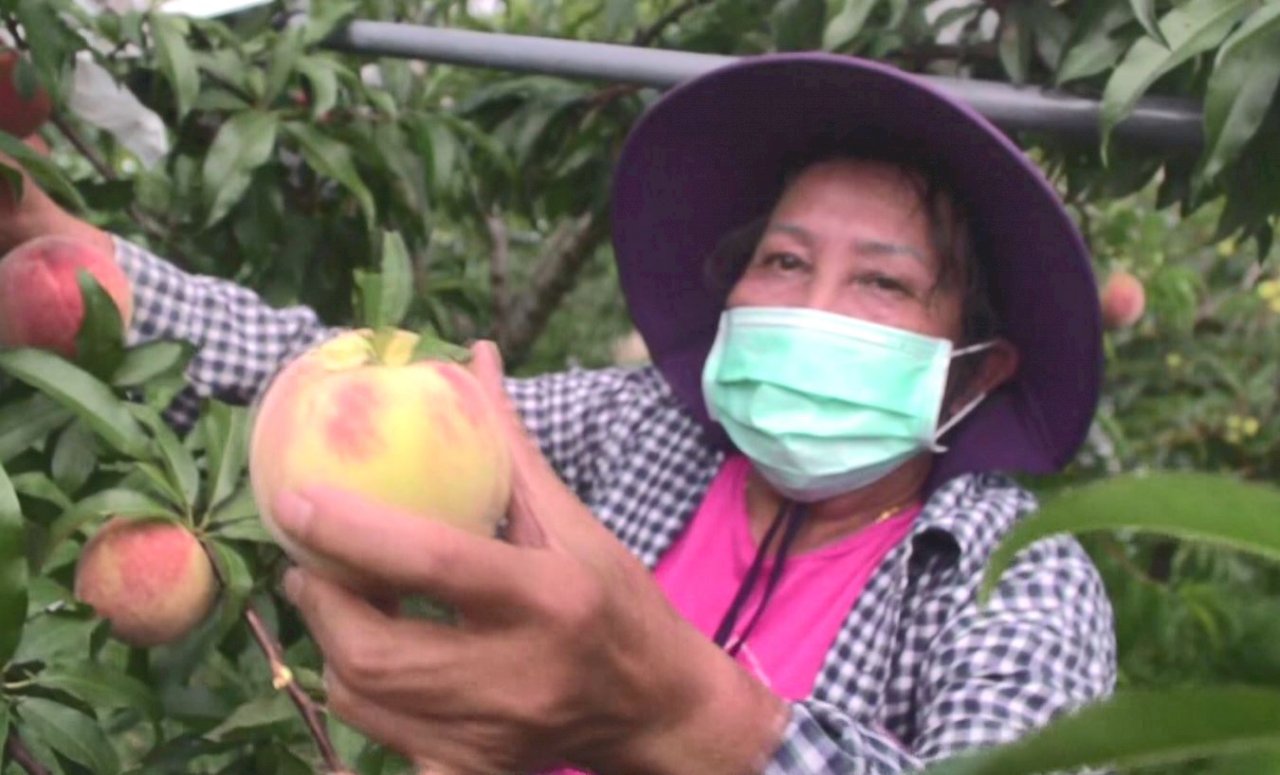 VIDEO: Peach farms turn to online platforms to promote their harvest