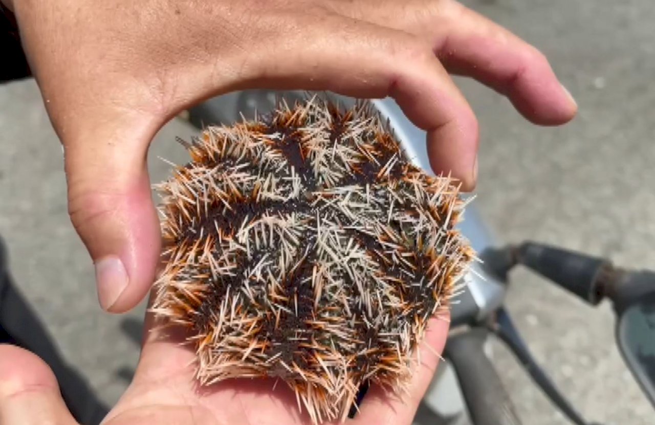 Sea urchin catch only a tenth of last year’s volume