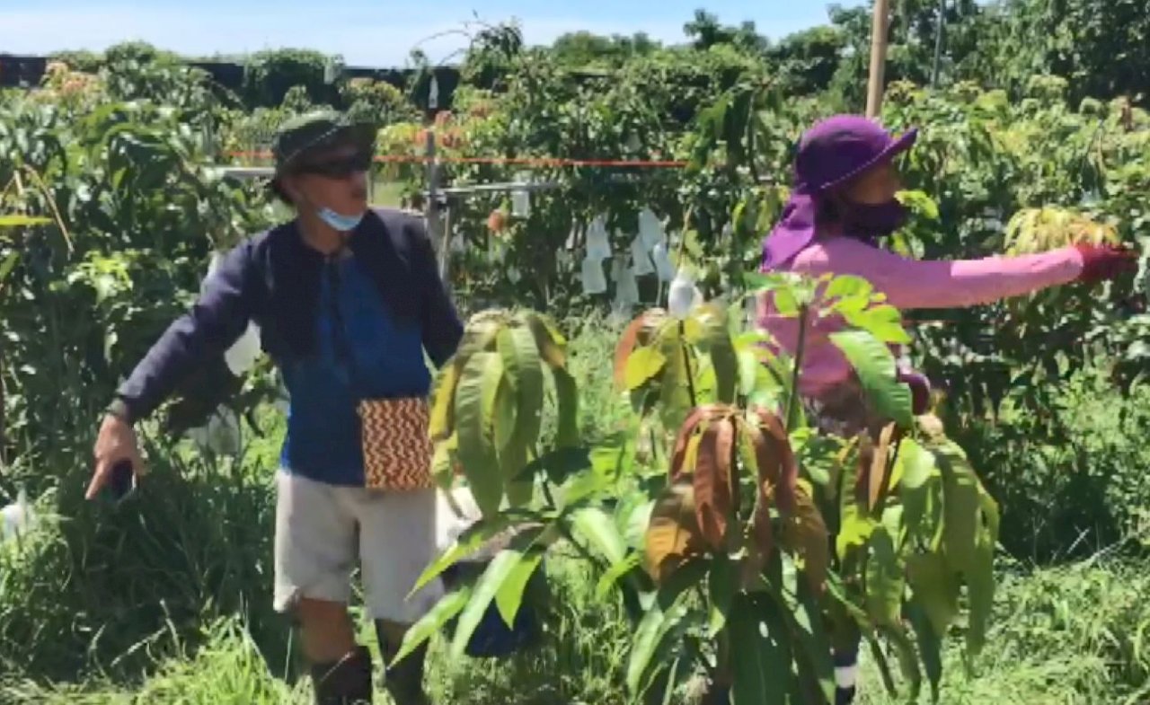 VIDEO: Award-winning singer heads home for mango harvest