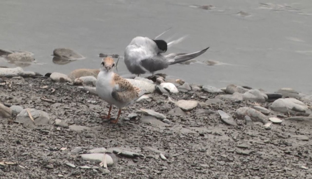 VIDEO: More than 1000 Little Terns flock to Yilan beach to breed