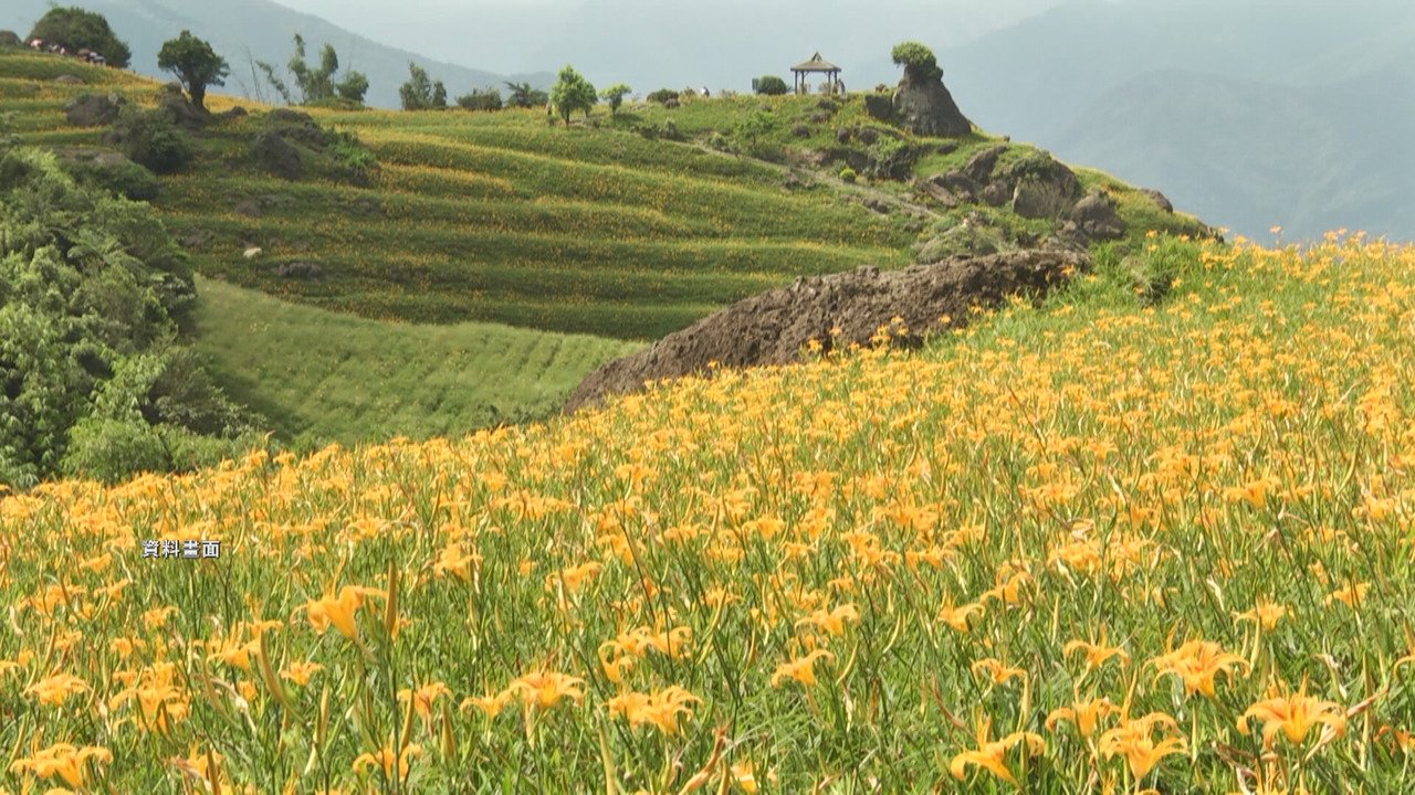 VIDEO: Farmers worried about influx of tourists brought by daylily season