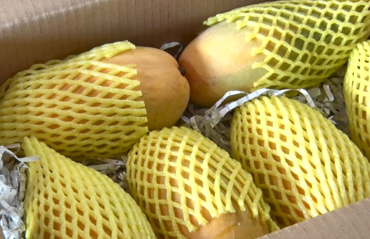 VIDEO: Mango farmers overcome difficulty with support from locals