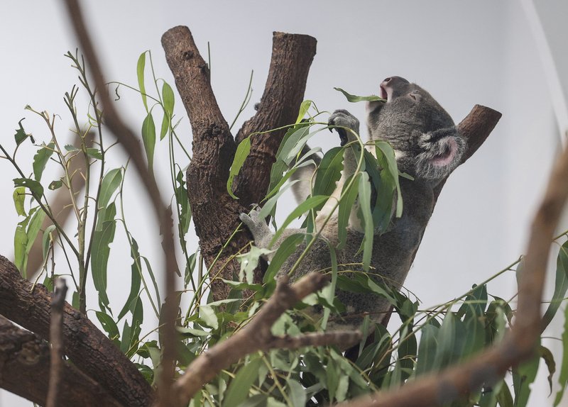 Ghost Month at the Taipei Zoo