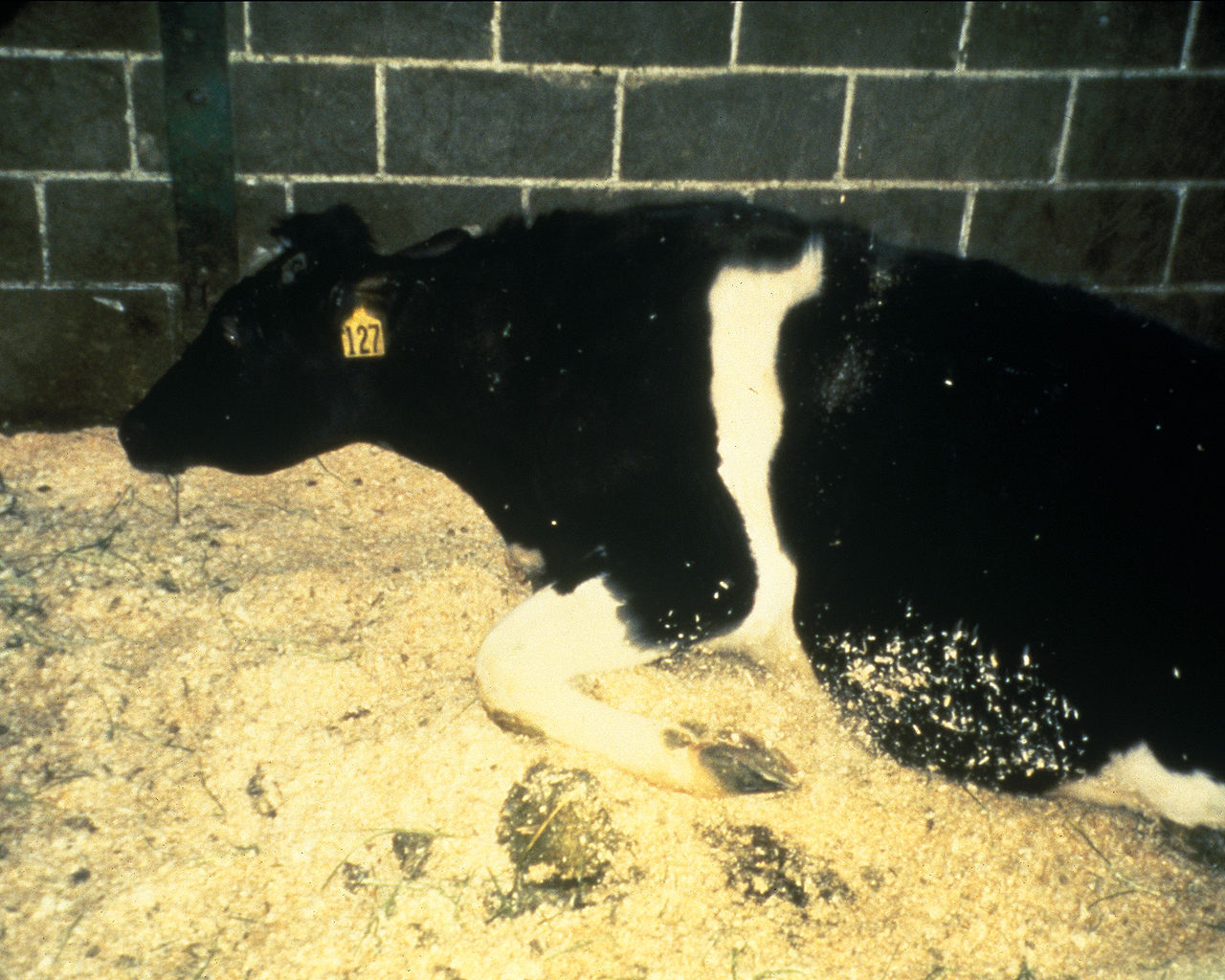 Consumer group warns of mad cow risks in Japanese beef imports