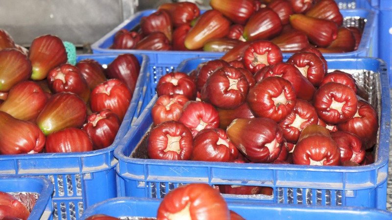 WTO to look into China's ban on Taiwan fruits