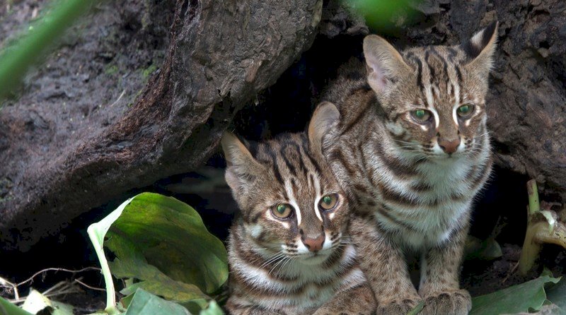 VIDEO: First sighting of leopard cat crossing river through cat tunnel