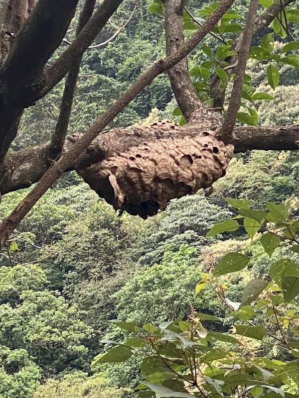 Spiders, Hornets, and Postmen