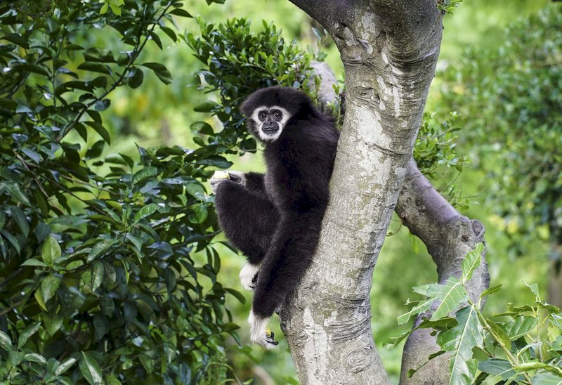 The givin' gibbon