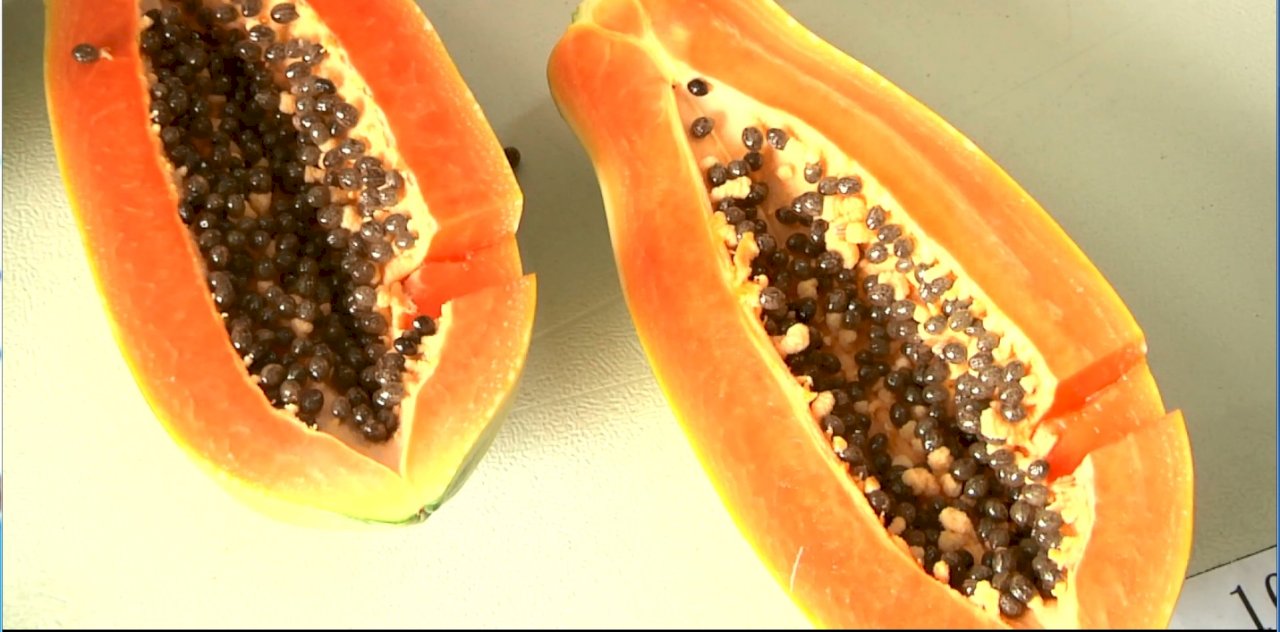 VIDEO: Heavy rainfall sends papaya prices skyrocketing