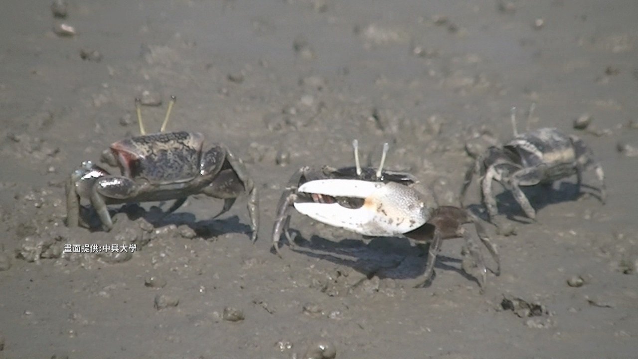 Video: Researchers find endemic crab species at risk of extinction