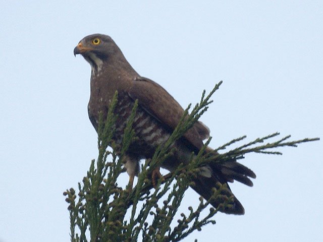 Buzzards, HTC and noise cameras