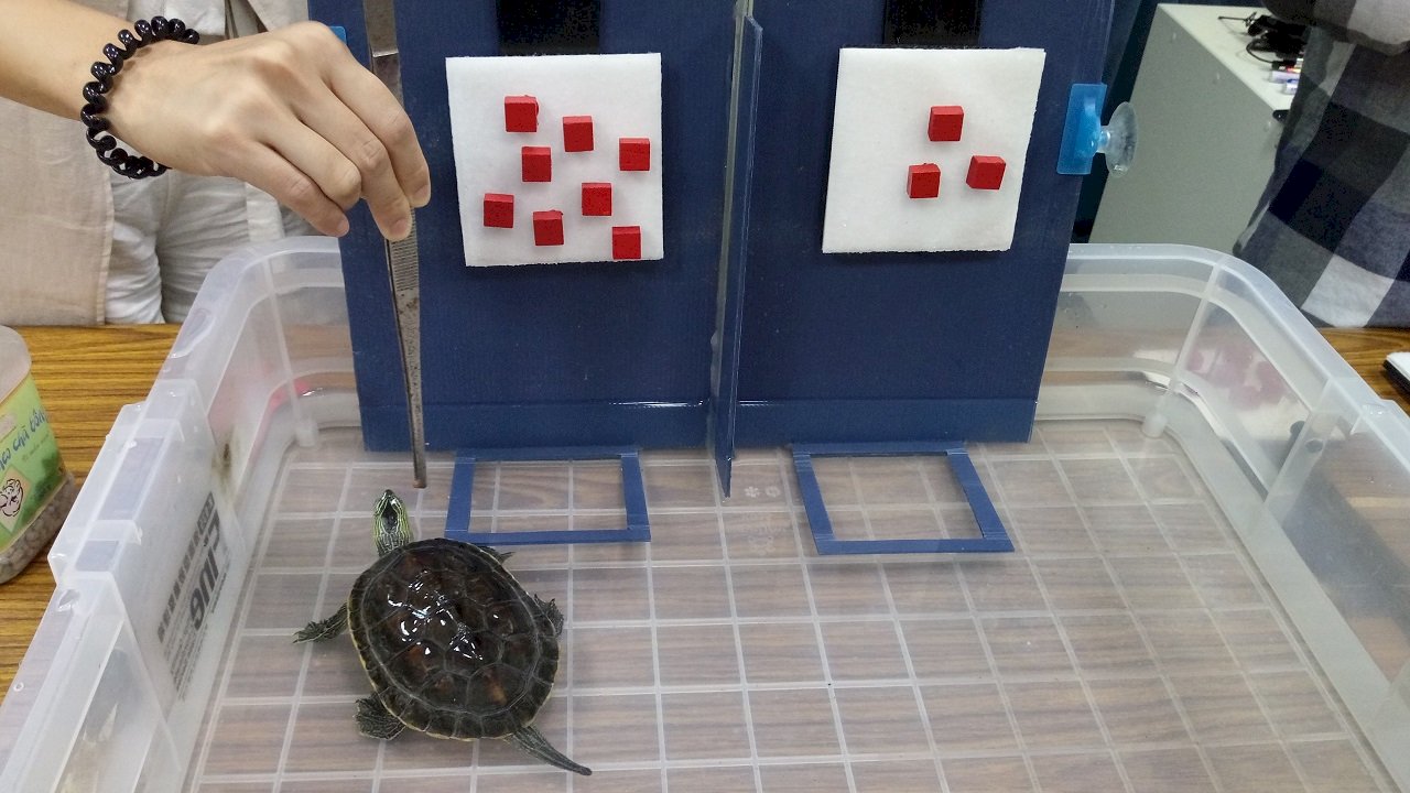 VIDEO: Turtles demonstrate record-breaking calculating abilities