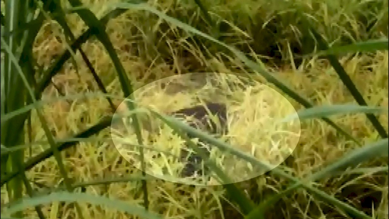 Video: Suspected black bear caught on film eating farmer’s rice
