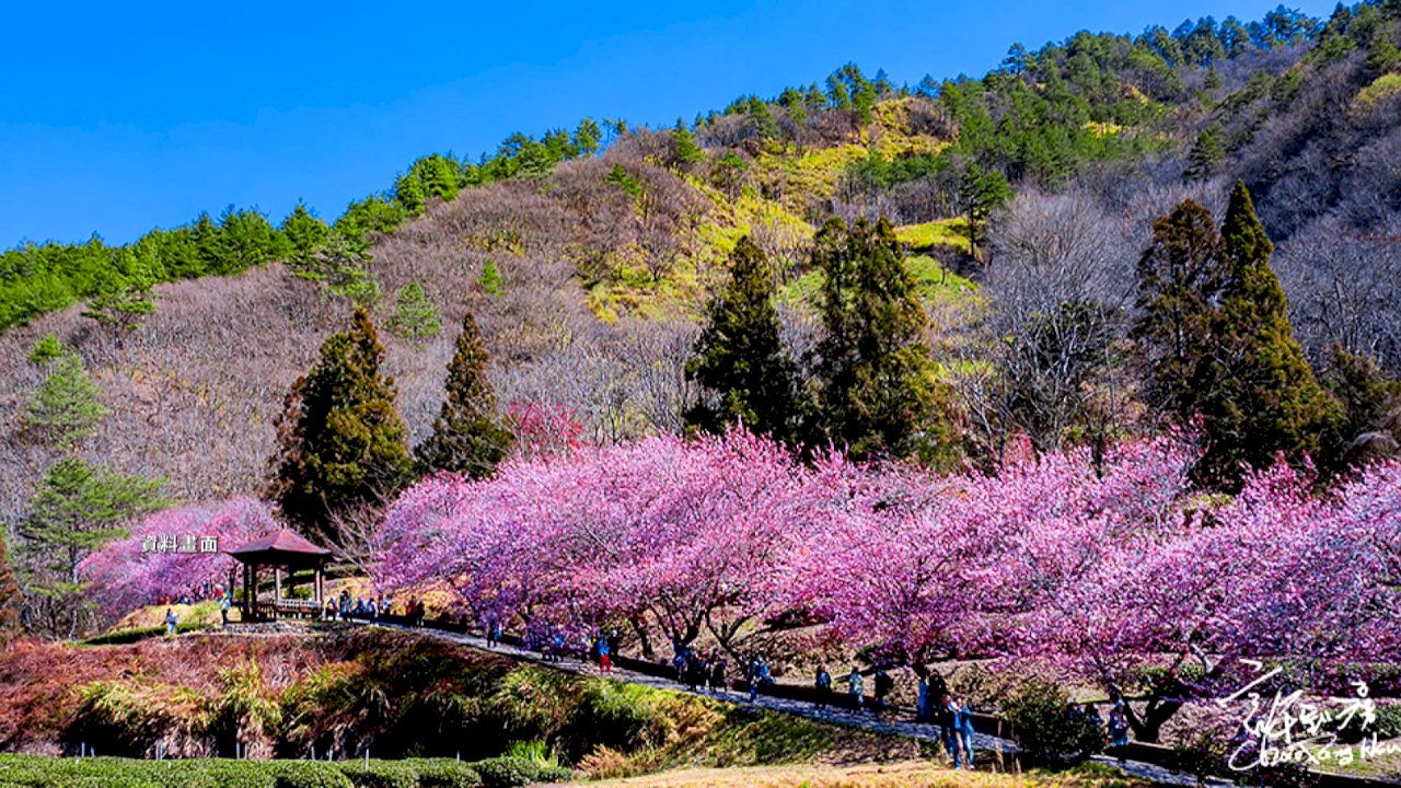 Cherry blossom season at Wuling Farm likely to start a week early due to unusually warm winter