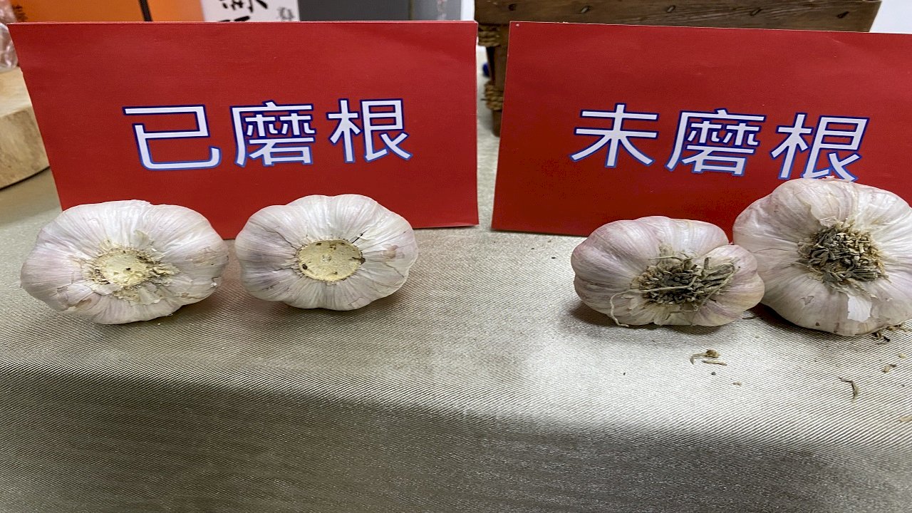 VIDEO: Taiwan invents “garlic grinder” to make life easier for garlic farmers
